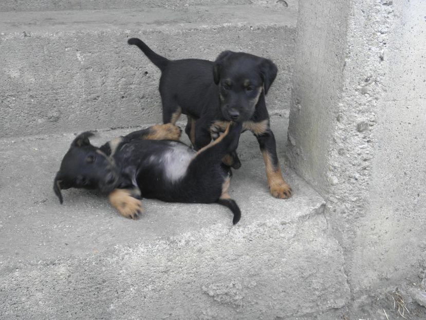 P8220079 - Catei Jagdterrieri