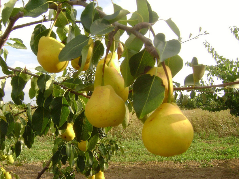 Par Palapir - Palabirne 3 - Par Palapir