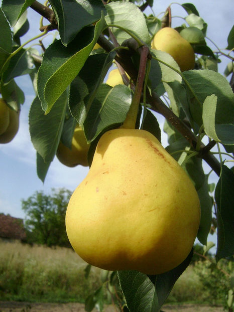 Par Palapir - Palabirne 5 - Par Palapir