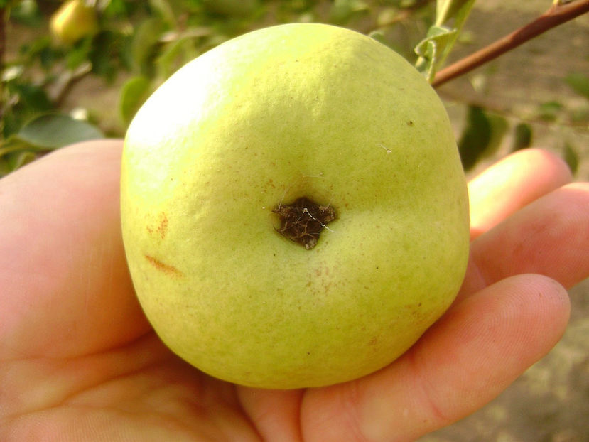 Par Palapir - Palabirne 7 - Par Palapir