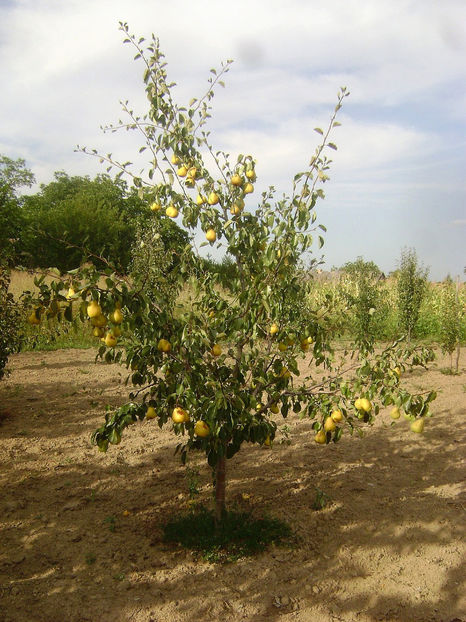 Par Palapir - Palabirne 1 - Par Palapir