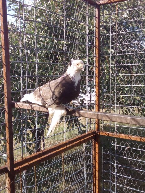 Femela JDB pag - JDB PAGI