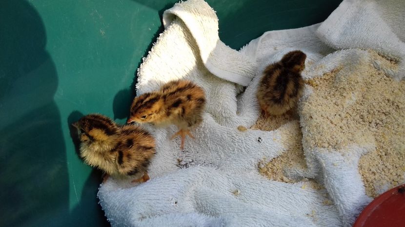  - PREPELITE DE CAMP COTURNIX COTURNIX