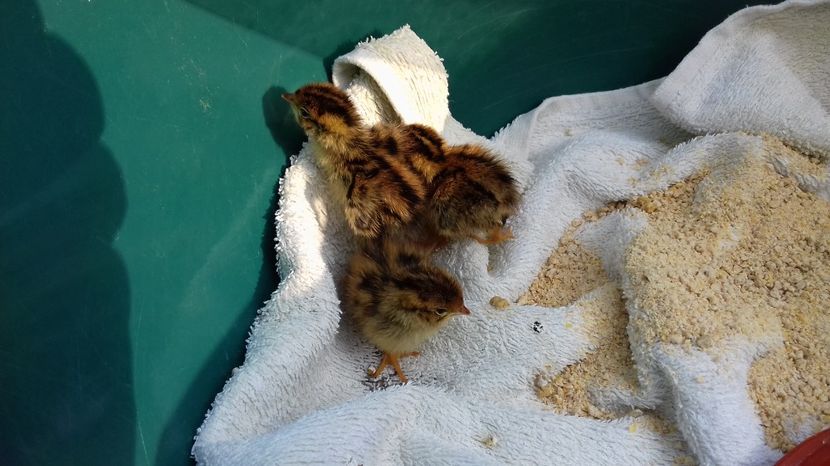  - PREPELITE DE CAMP COTURNIX COTURNIX