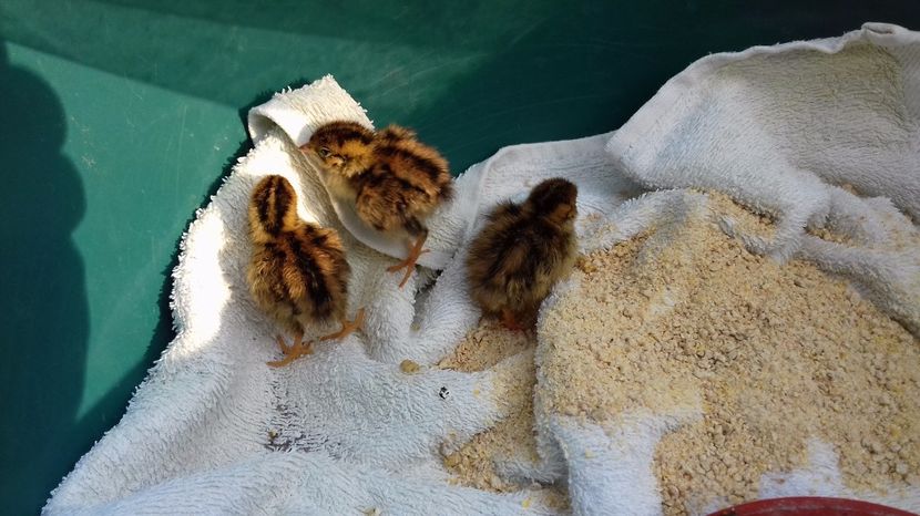  - PREPELITE DE CAMP COTURNIX COTURNIX