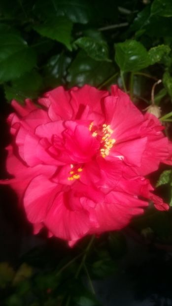 HIBISCUS ROȘU CU FLOARE DUBLĂ - DISPONIBIL