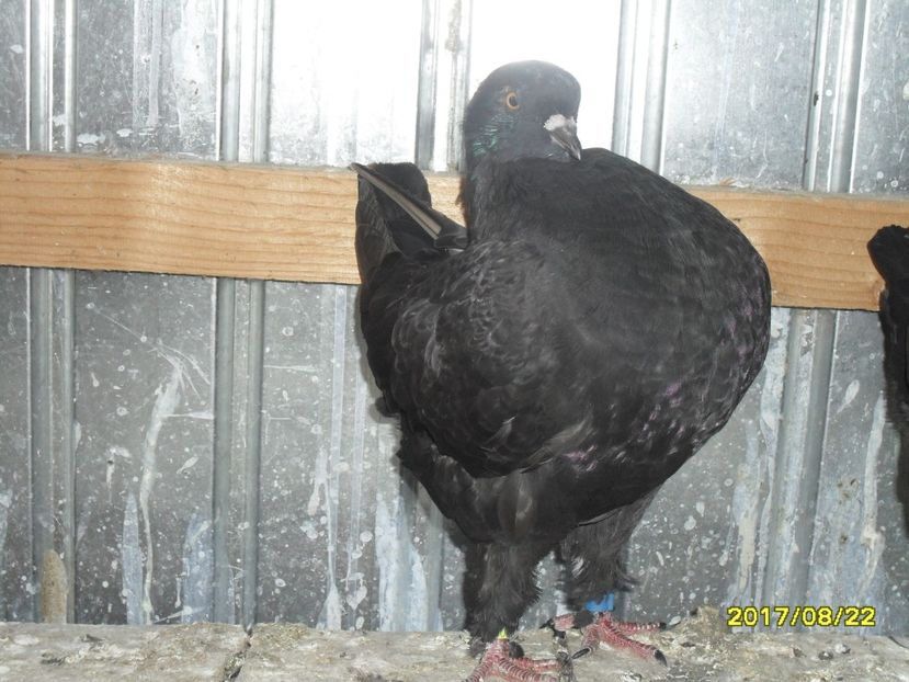 SAM_3552 - Pui king 2017