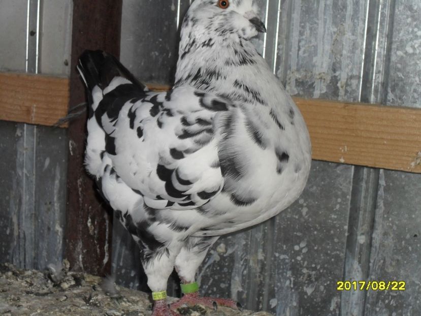 SAM_3559 - Pui king 2017