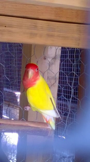  - agapornis de vanzare