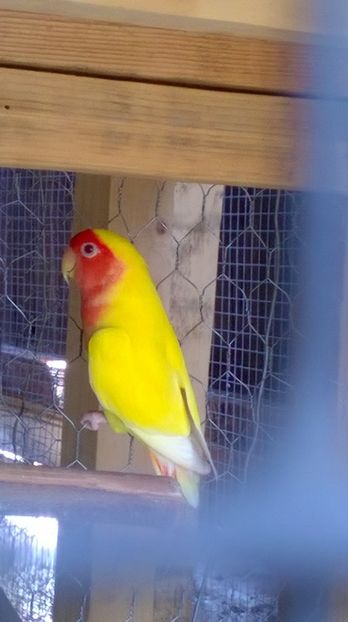  - agapornis de vanzare