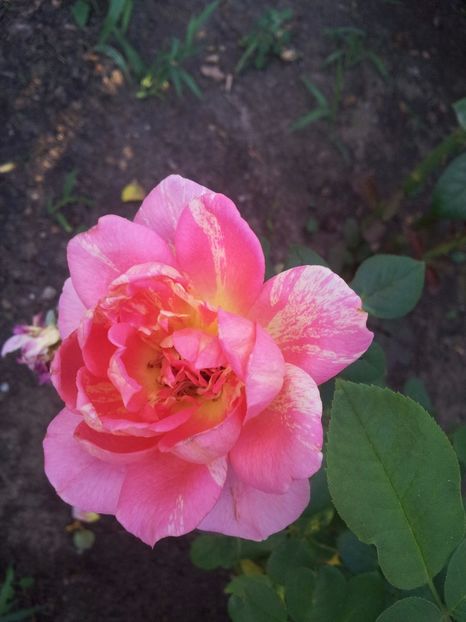  - Rose des Cisterciens