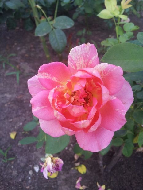  - Rose des Cisterciens