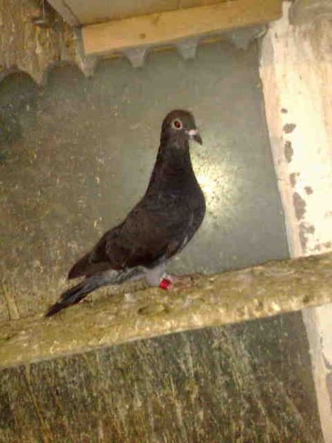 229 - X-Porumbei vinduti