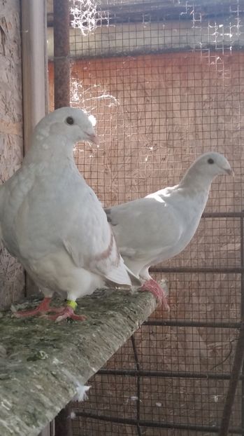  - 1 AAAB PORUMBEI STANDARD 2017