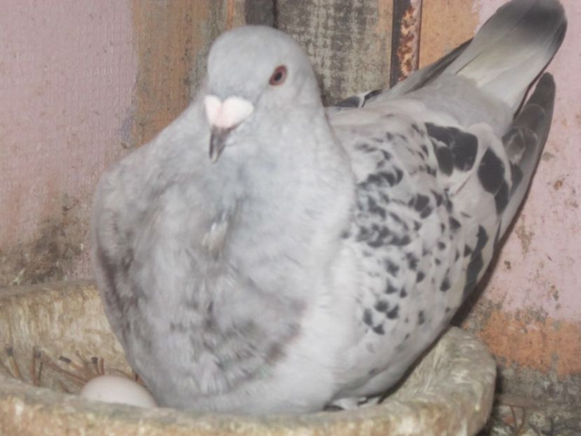 cavani m 3 luni - PUII 2017 DIN LA FABRICA