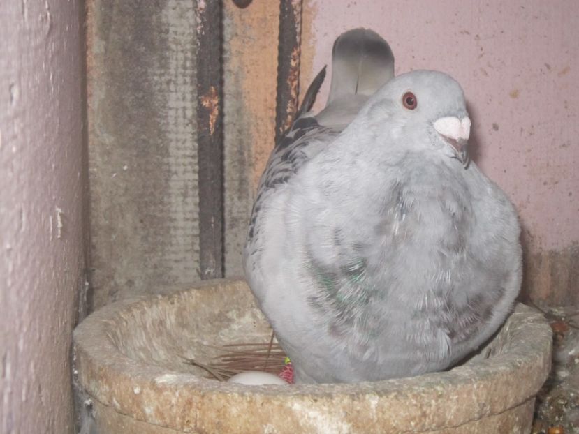 cavani - PUII 2017 DIN LA FABRICA