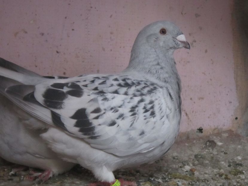 cavani - PUII 2017 DIN LA FABRICA