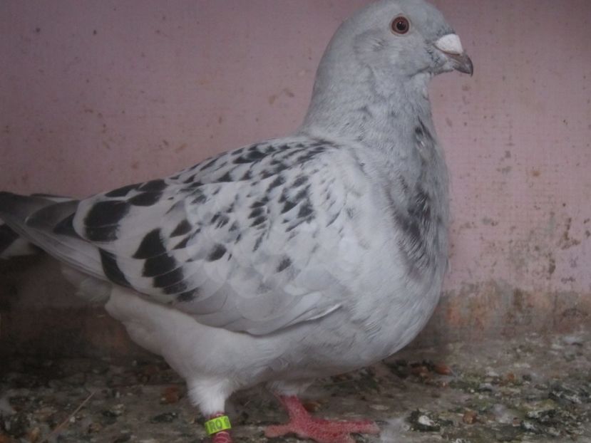 cavani - PUII 2017 DIN LA FABRICA