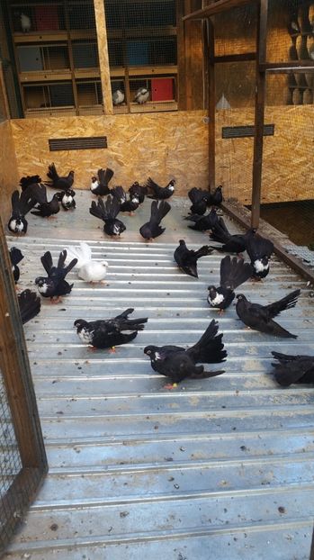  - Pui 2017 Negri Trenati de Bucuresti - negri turci