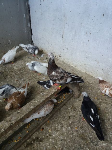  - Porumbei ardeleni pestriti