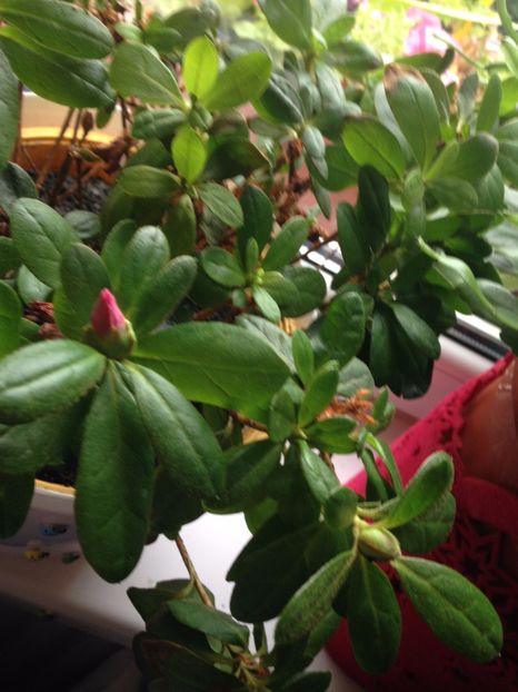 AZALEE - FLORILE MELE 2017