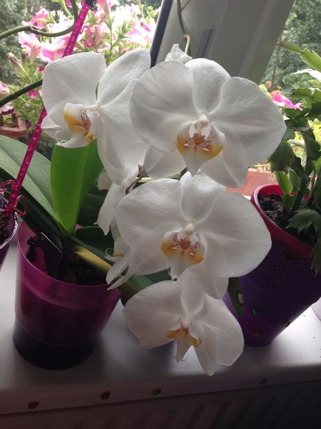 ORHIDEE - FLORILE MELE 2017