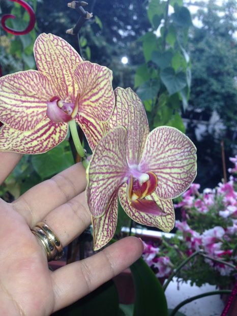 ORHIDEE - FLORILE MELE 2017