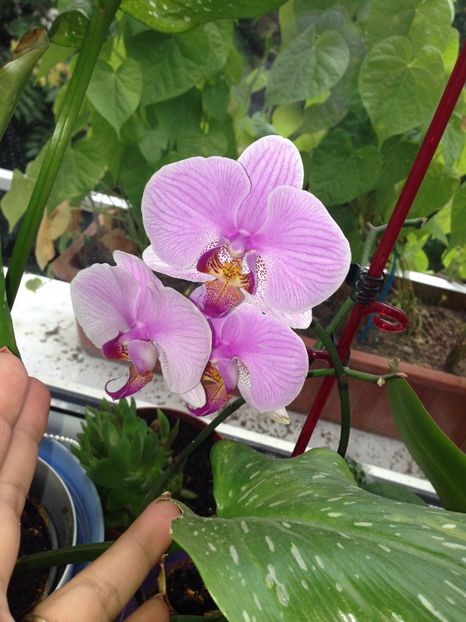 ORHIDEE - FLORILE MELE 2017