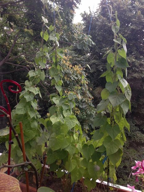 ZORELE - FLORILE MELE 2017