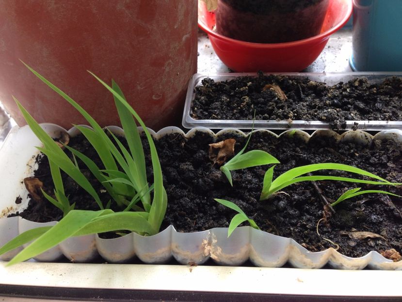 STANJENEI DIN SEMINTE - FLORILE MELE 2017