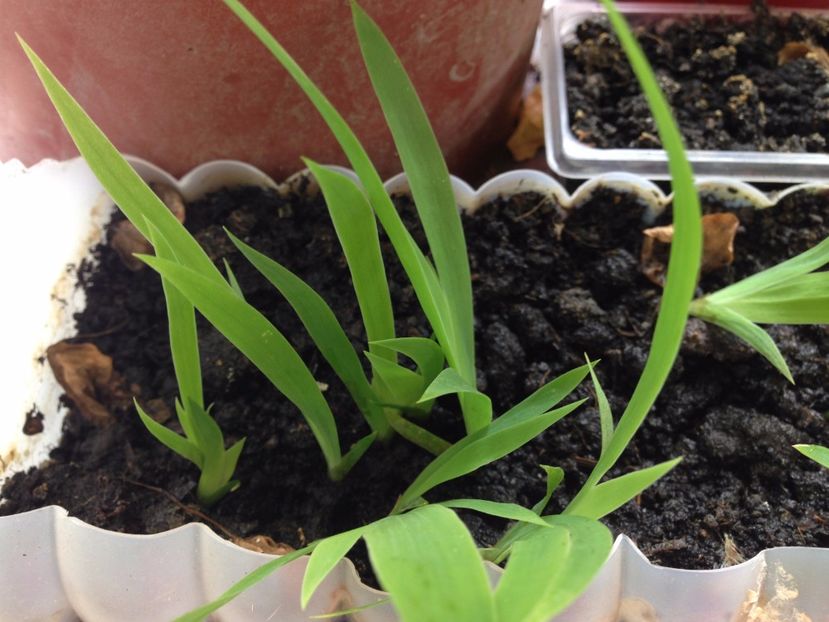 STANJENEI DIN SEMINTE - FLORILE MELE 2017