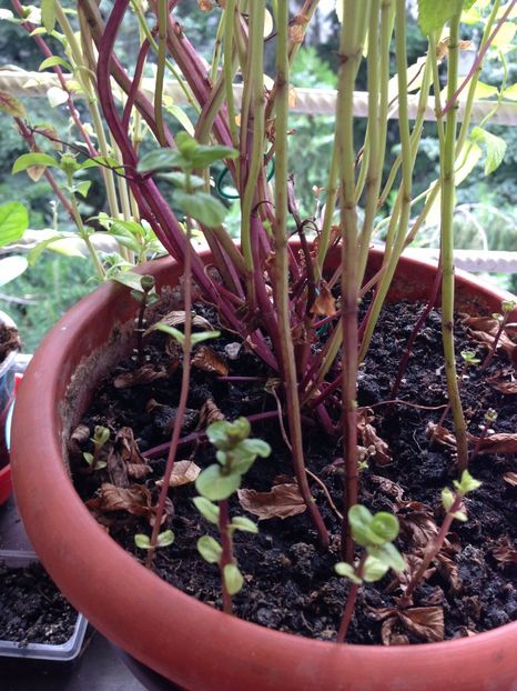 MENTA - FLORILE MELE 2017