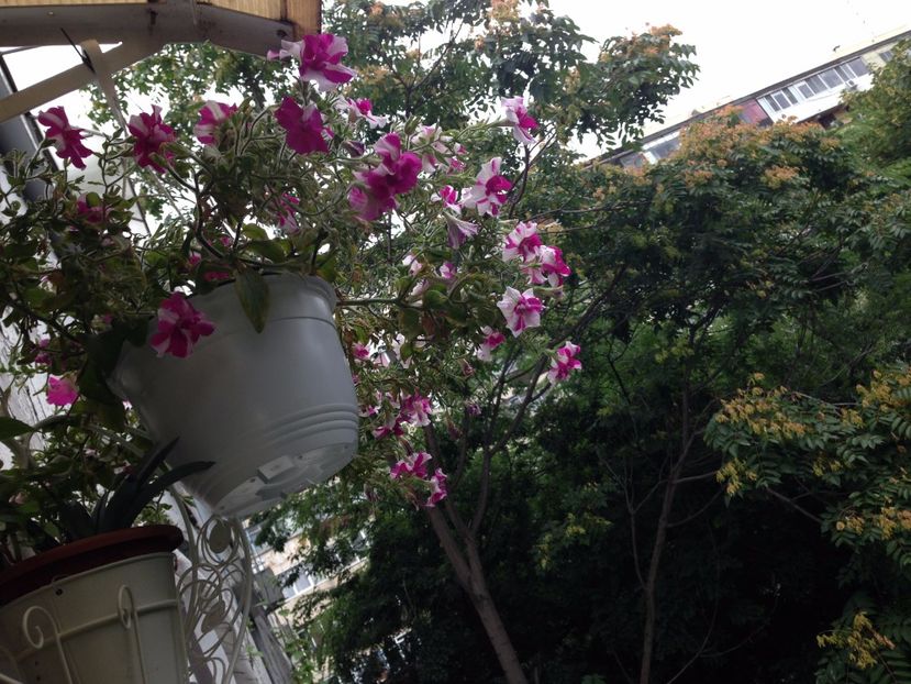 PETUNII - FLORILE MELE 2017