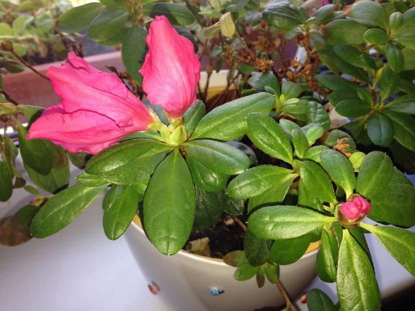 AZALEE - FLORILE MELE 2017