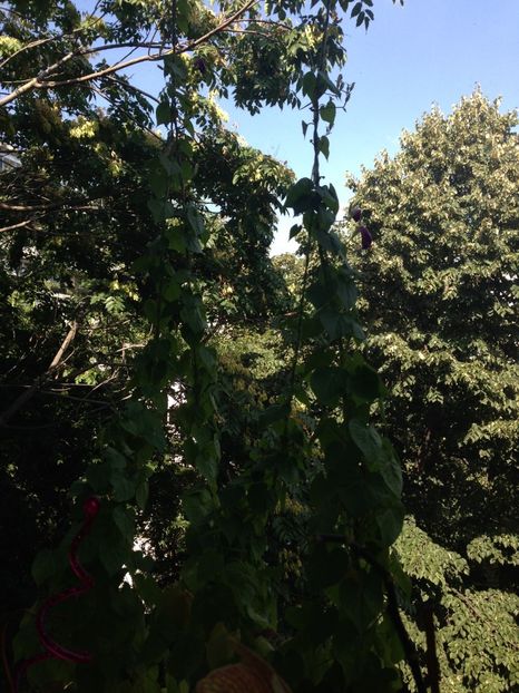 ZORELE - FLORILE MELE 2017