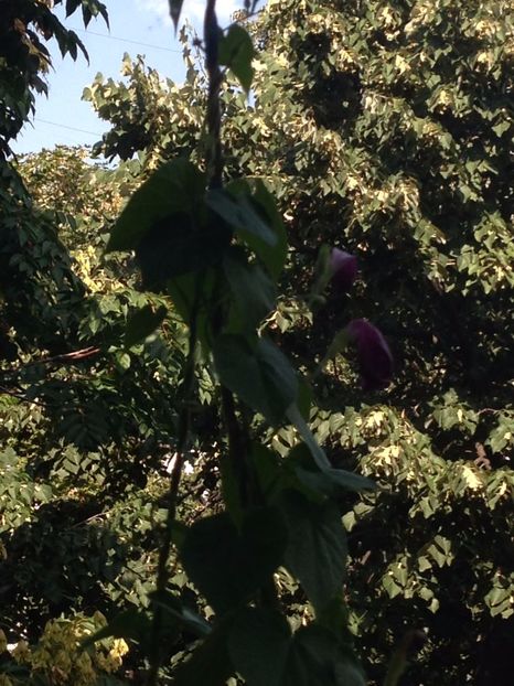 ZORELE - FLORILE MELE 2017