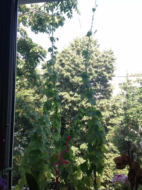 ZORELE - FLORILE MELE 2017