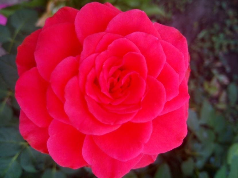  - Portocaliu - miniroza