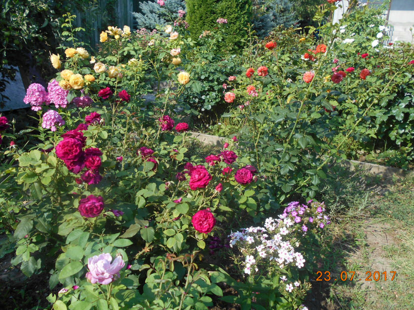  - 4TRANDAFIRI 2017