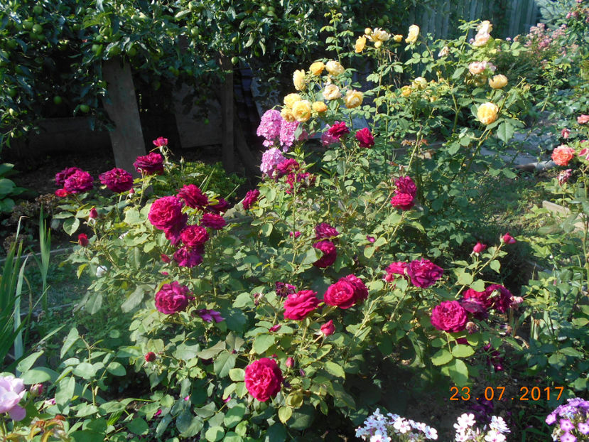  - 4TRANDAFIRI 2017