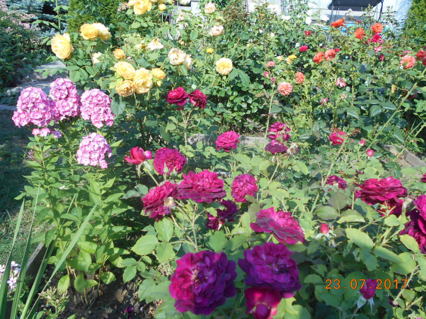  - 4TRANDAFIRI 2017