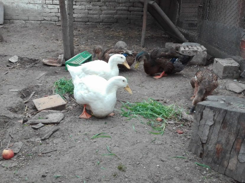  - rouen si aylesbury