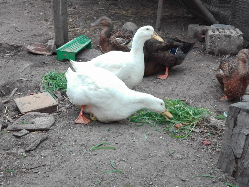  - rouen si aylesbury