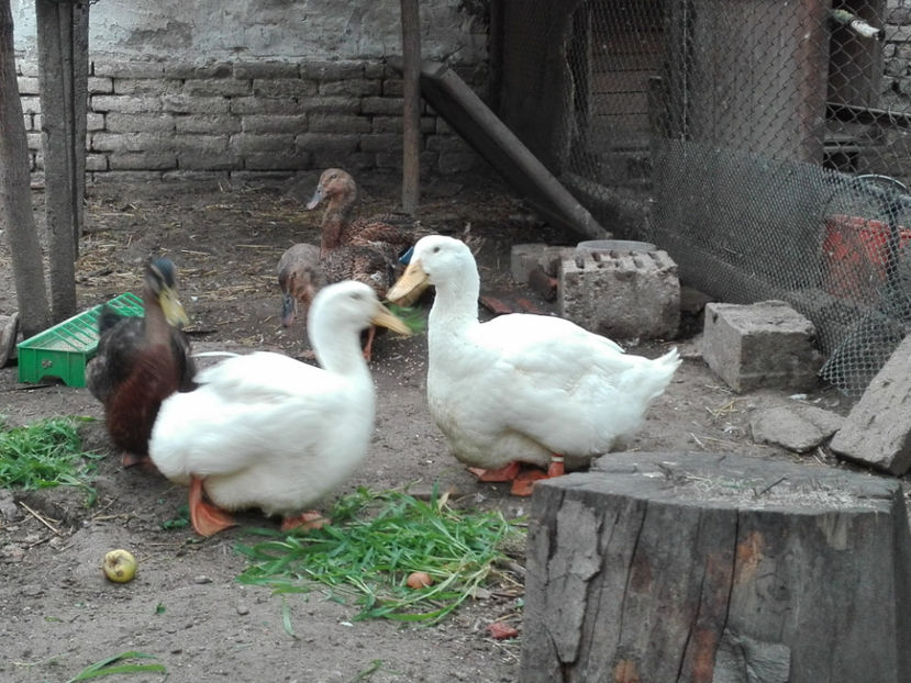  - rouen si aylesbury