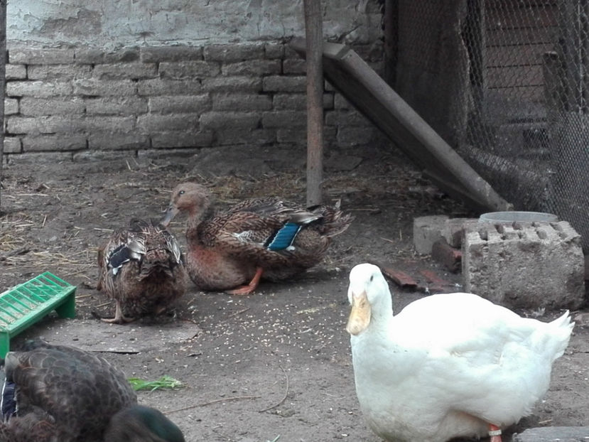  - rouen si aylesbury