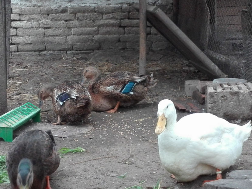  - rouen si aylesbury