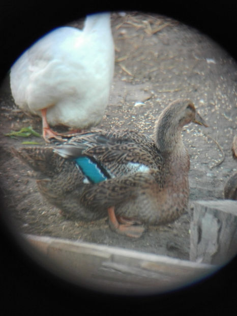  - rouen si aylesbury