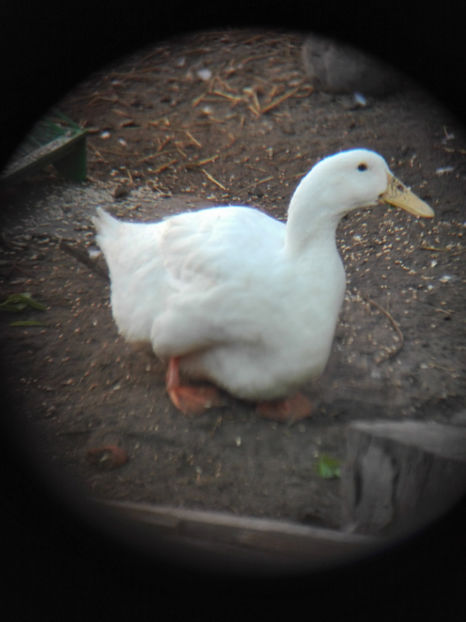  - rouen si aylesbury