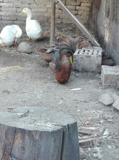  - rouen si aylesbury