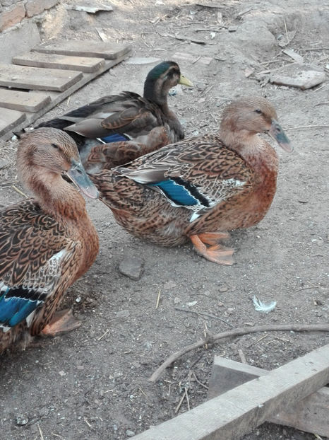  - rouen si aylesbury